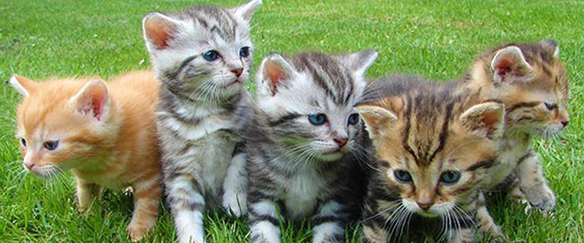 kittens sitting on a grassy field